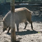 cinghiale Un cinghiale
