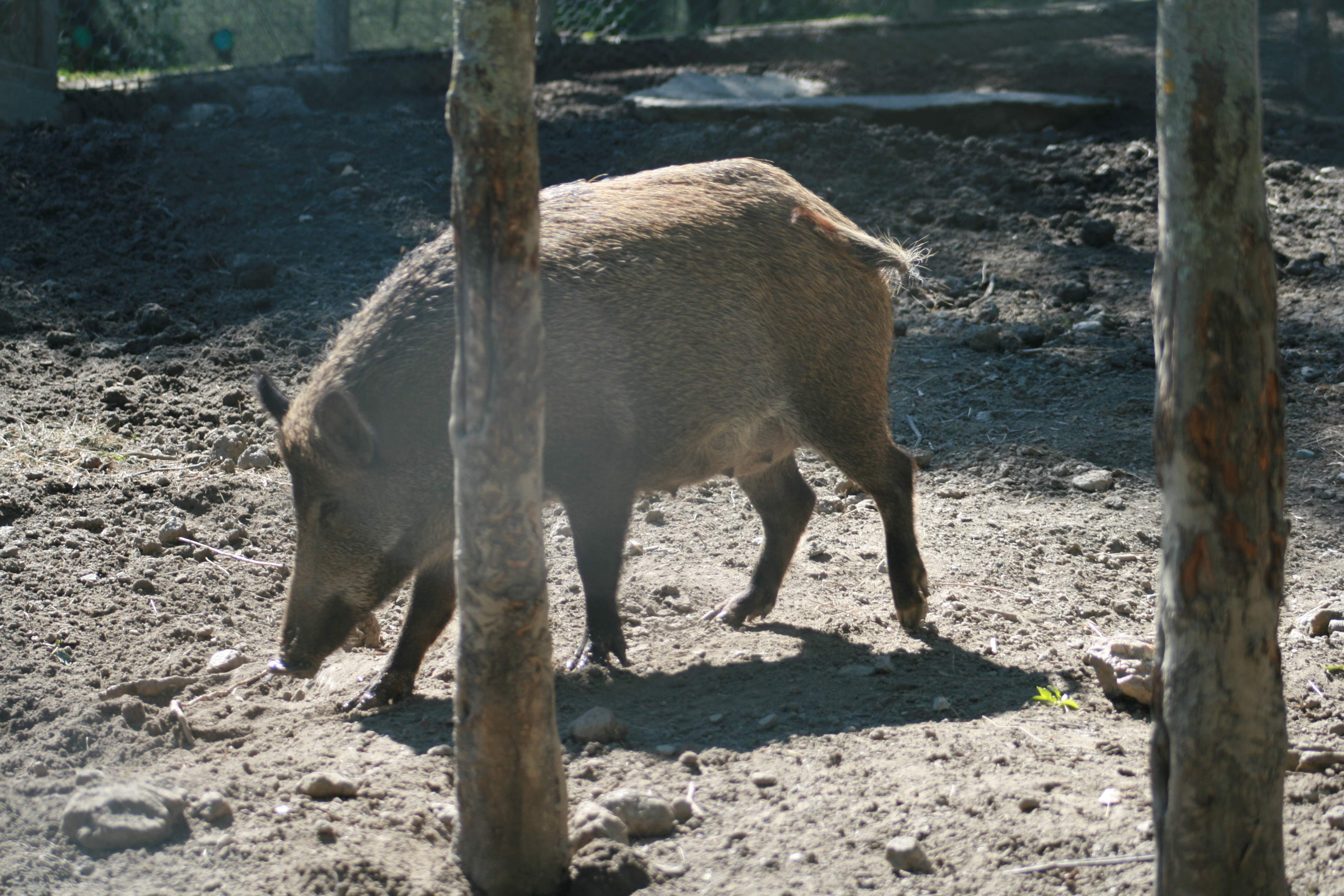 Un cinghiale