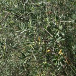 olive