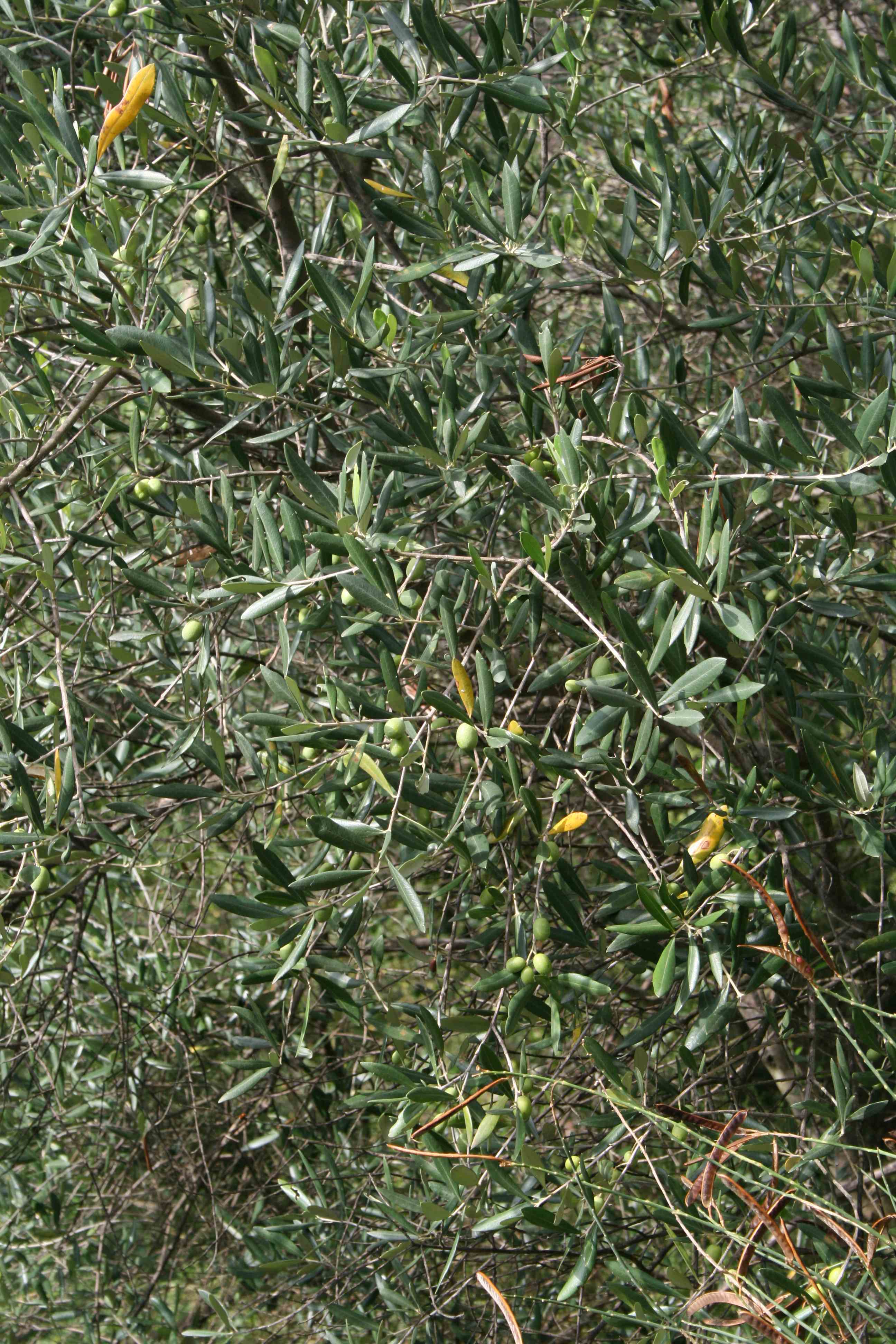 A Sestri ritorna “Pane e olio” A Sestri ritorna “Pane e olio”