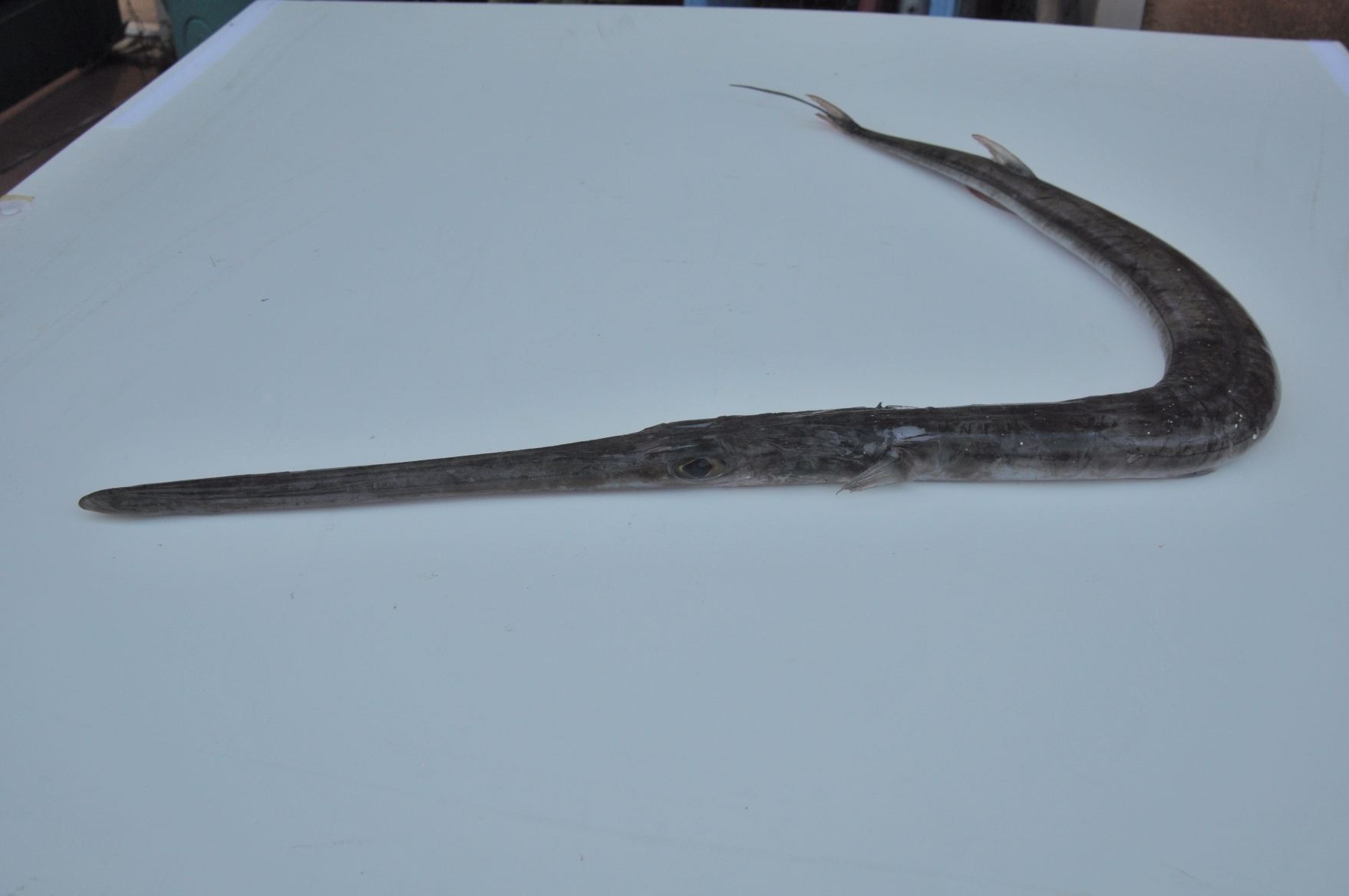 Area Marina di Portofino, catturato per la prima volta un pesce flauto Area Marina di Portofino, catturato per la prima volta un pesce flauto