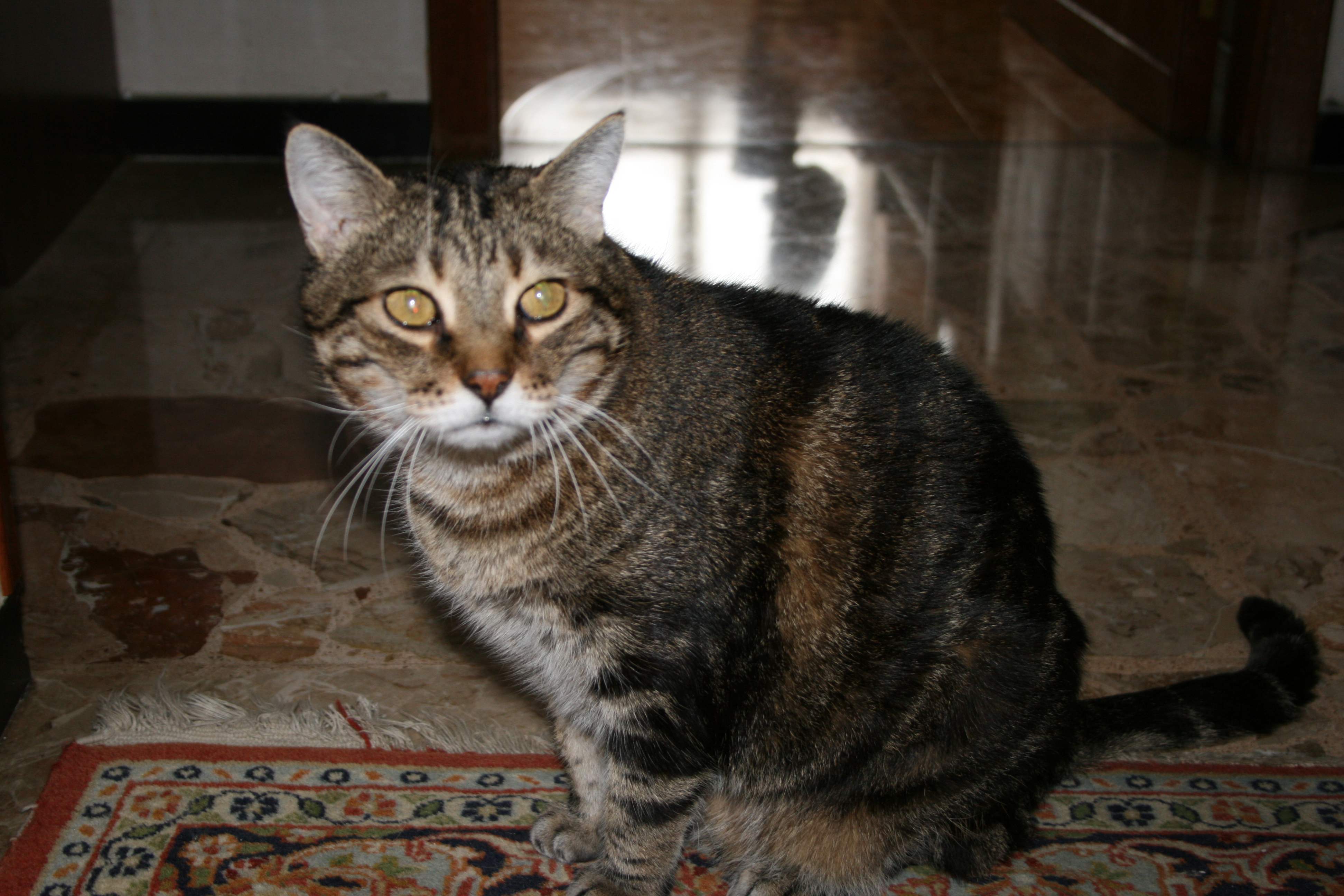 Cattura un gatto con una trappola rudimentale: denunciato 19enne per maltrattamento di animali