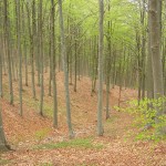 Foresta_Zatta (1)