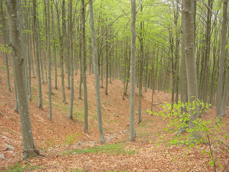 I funghi del Parco dell’Aveto domani ad Unomattina Verde