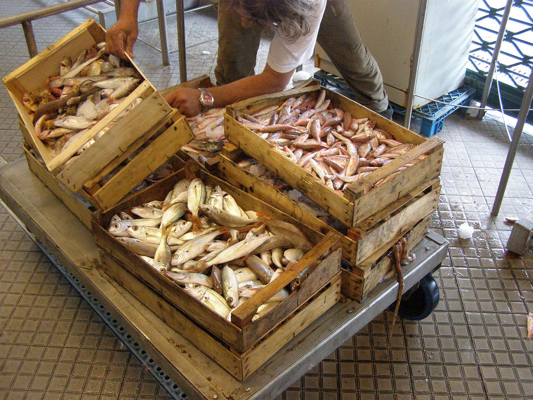 Pesca: interrogazione urgente in Regione di Roberto Bagnasco (Pdl) Pesca: interrogazione urgente in Regione di Roberto Bagnasco (Pdl)