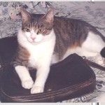 gattoPippi