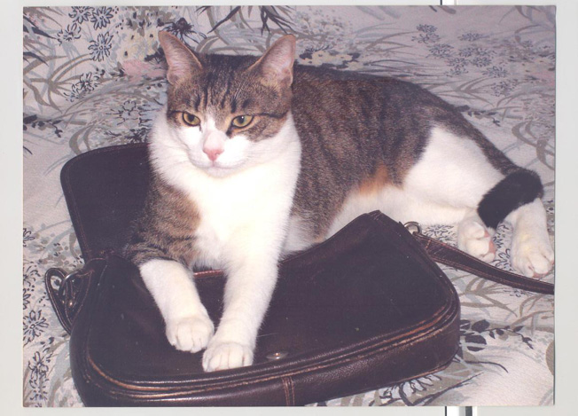 Pipetto cerca casa, è un gatto goloso di budino alla vaniglia Pipetto cerca casa, è un gatto goloso di budino alla vaniglia