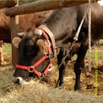 La Mucca Cabannina