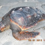 tartaruga morta santa margherita