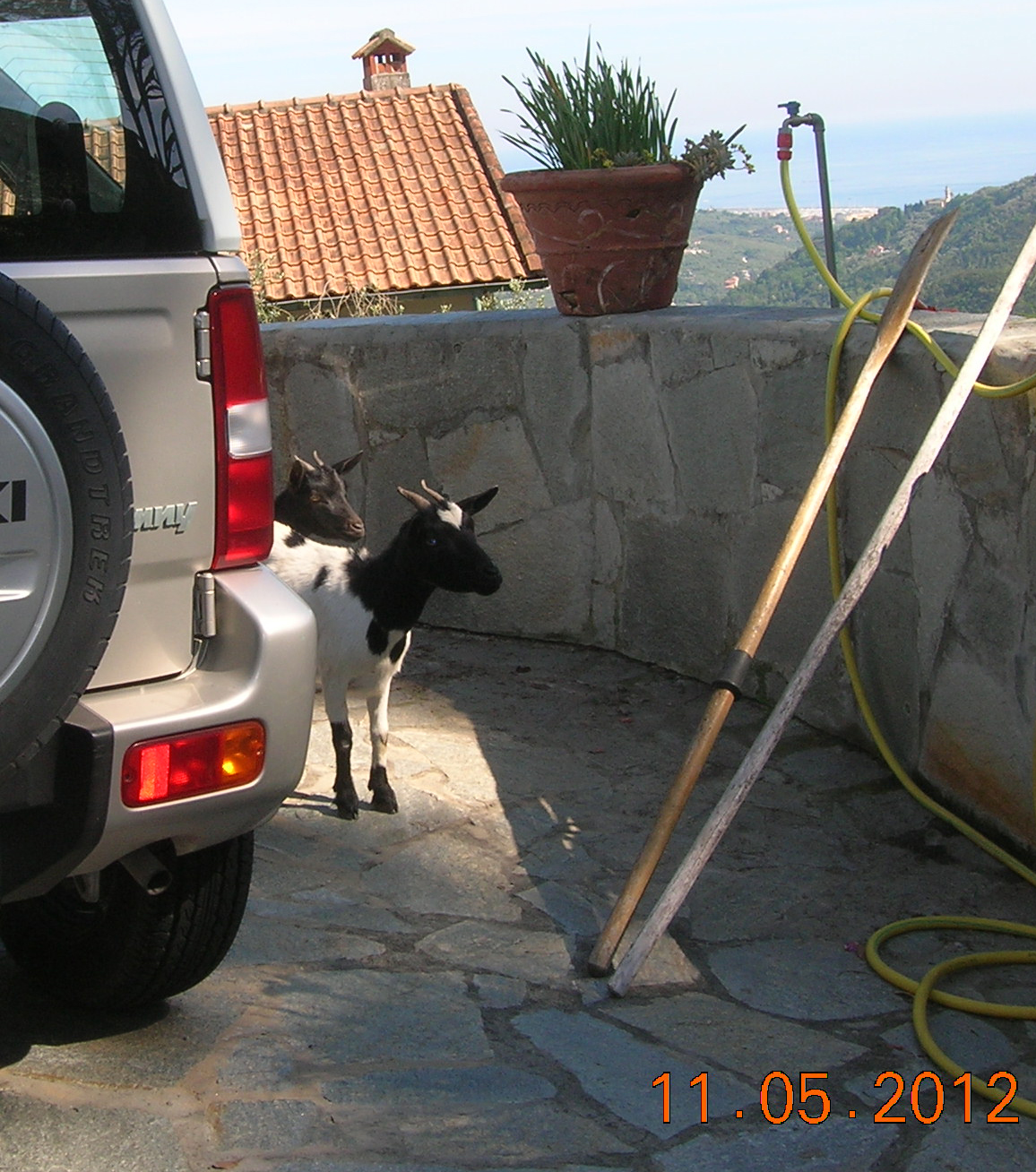 La polizia provinciale salva due capre sul Monte di Portofino
