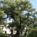quercia carpenissone