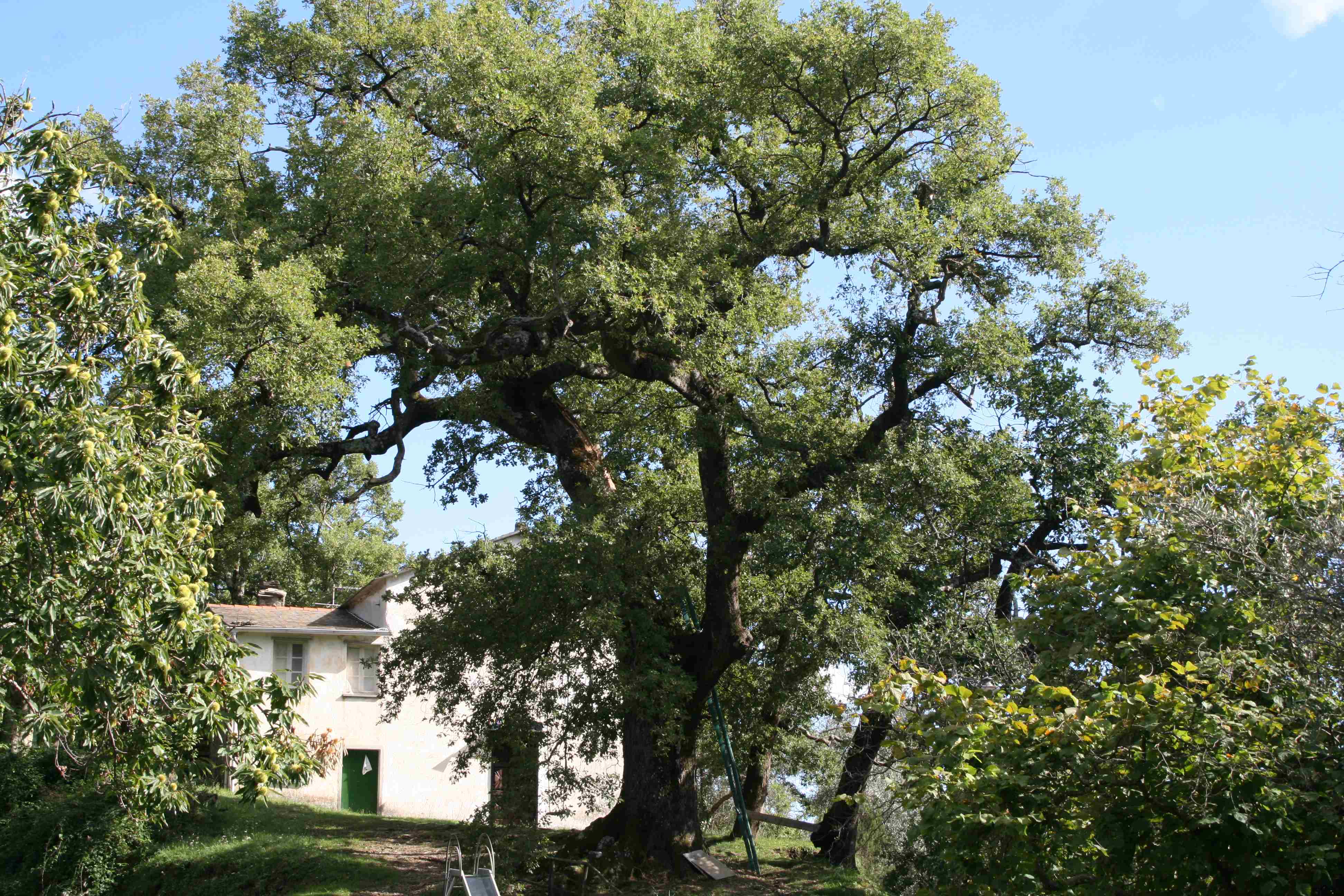 Quercia di Carpenissone, si chiedono interventi