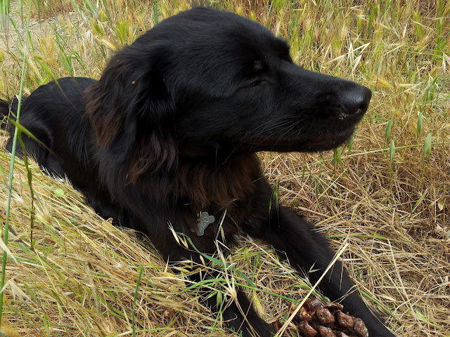 Rinviata al 25 maggio l’inaugurazione dell’area per cani di Santa Margherita