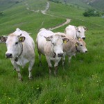 Mucche al pascolo sulle alture liguri