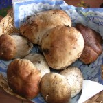 funghi