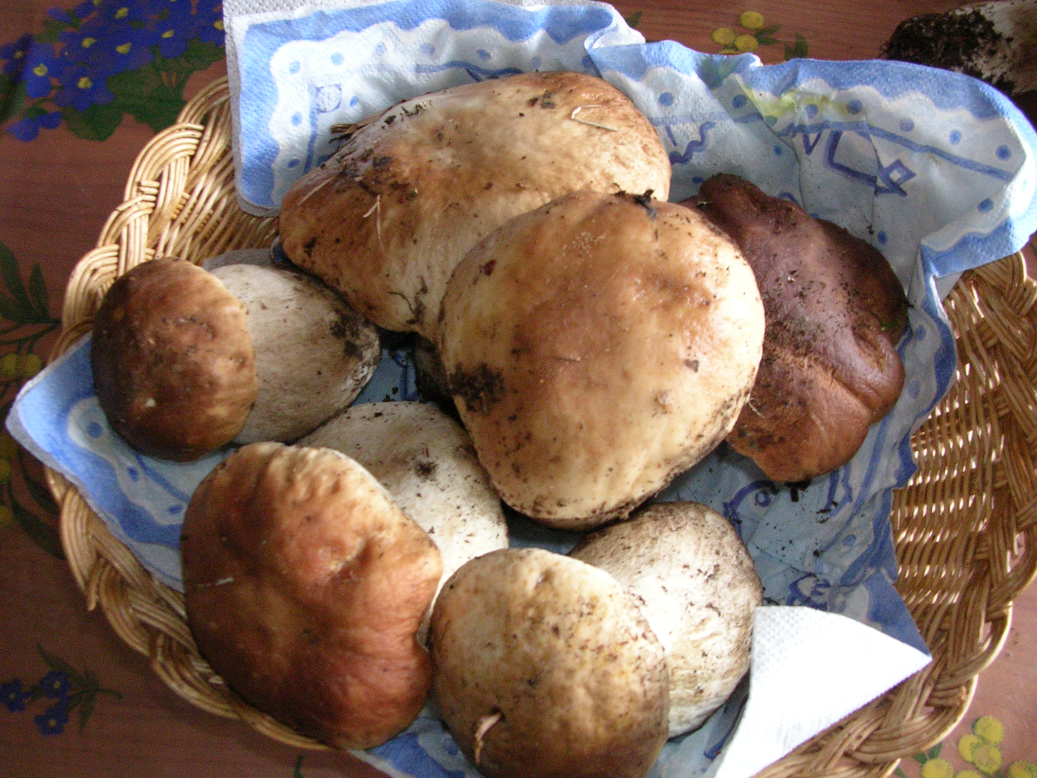 Inizia la stagione dei funghi Inizia la stagione dei funghi