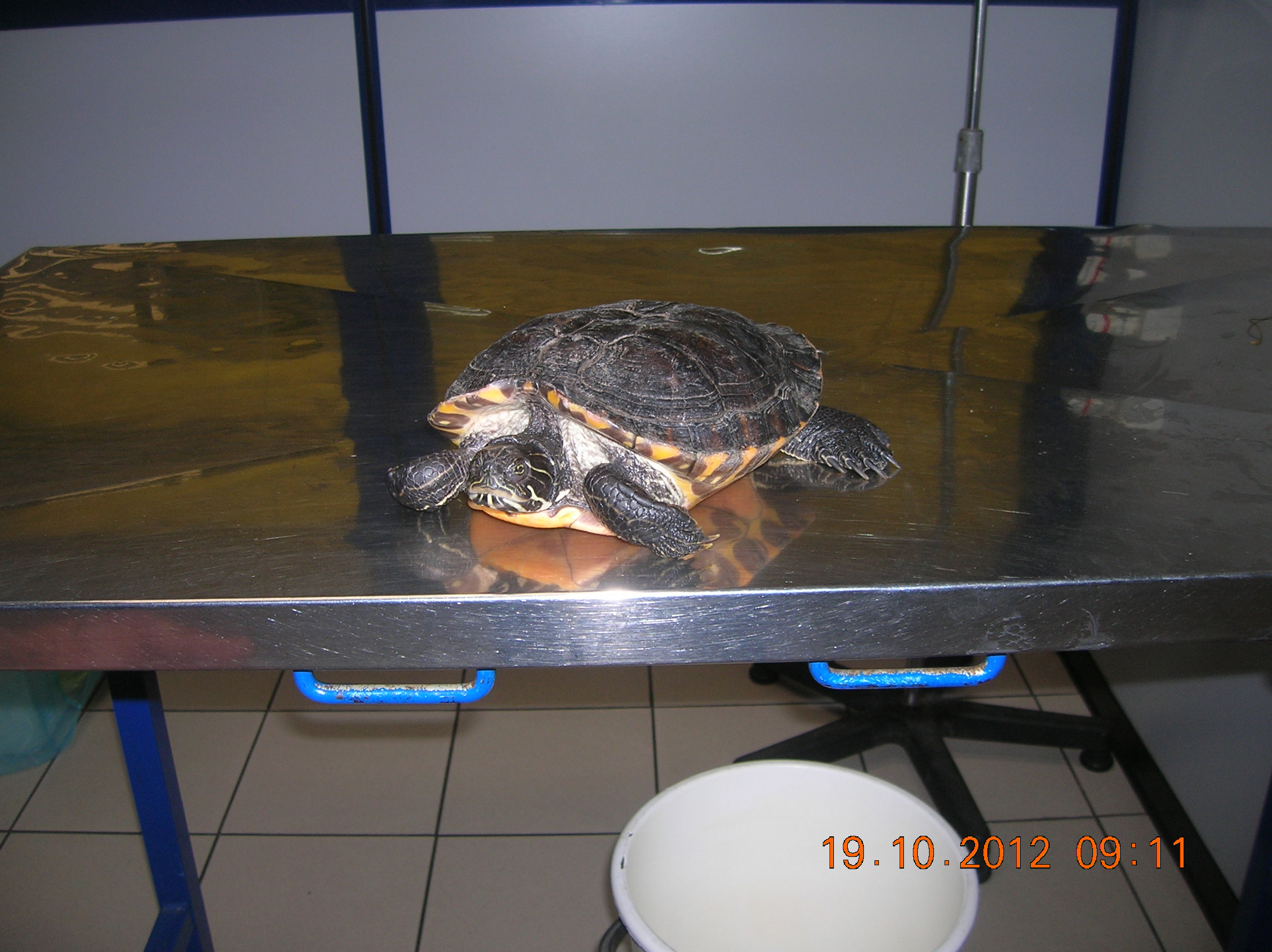 Un appello per la tartaruga d’acqua trovata a Zoagli Un appello per la tartaruga d’acqua trovata a Zoagli