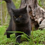 gatti1