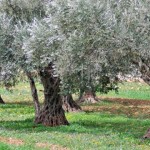 L'olivo è un albero tipico della nostra riviera