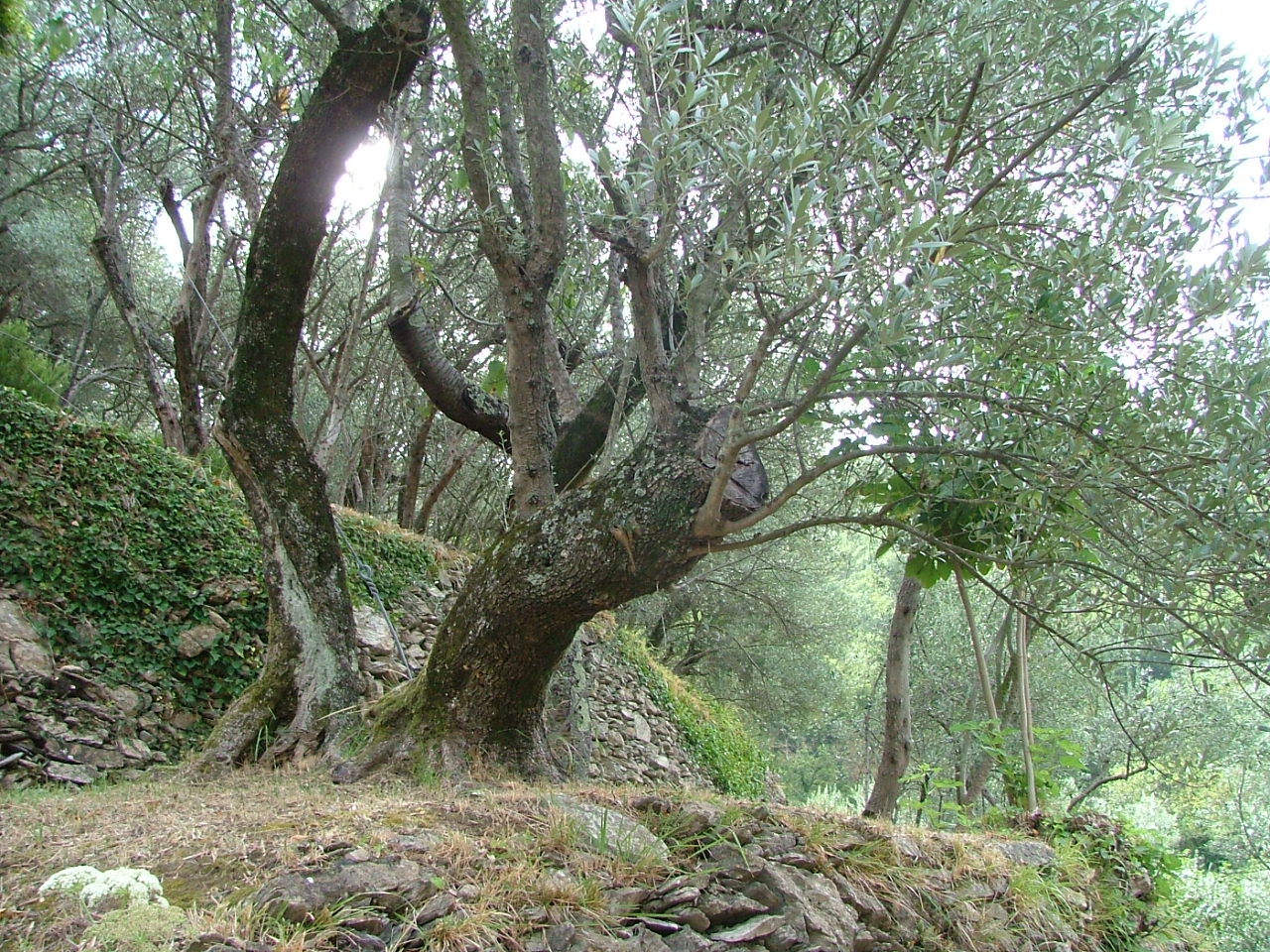 Coltivazione dell’olivo, svelati tutti i segreti sabato prossimo a Recco