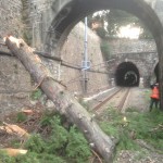 albero caduto ferrovia