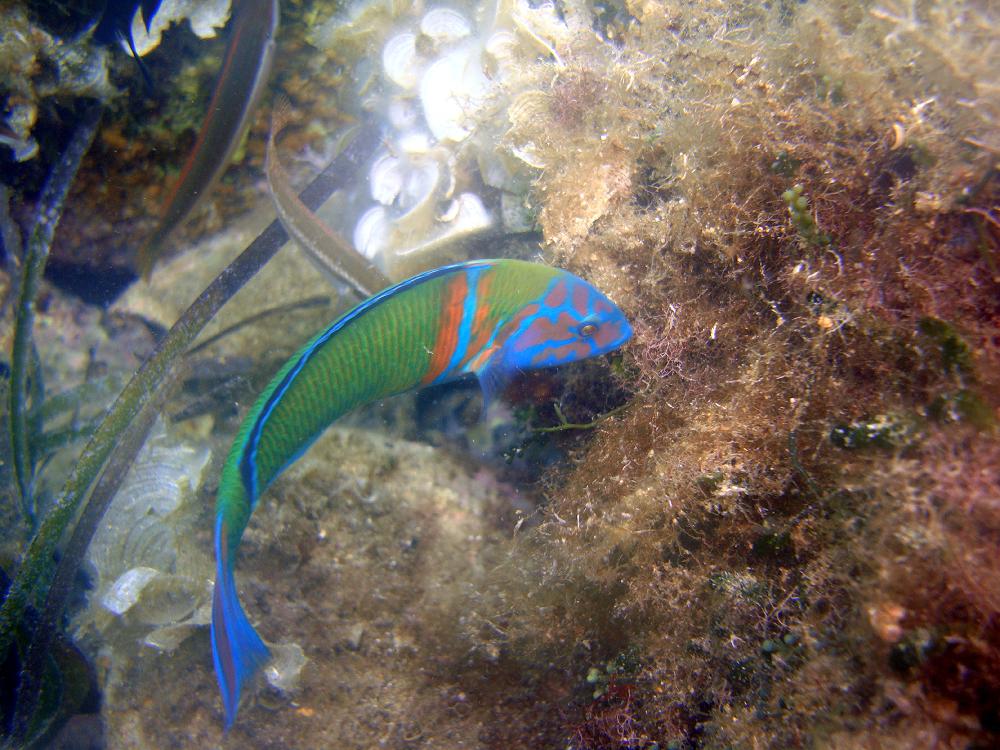 Snorkelling nella Baia del Silenzio, appuntamento domani mattina