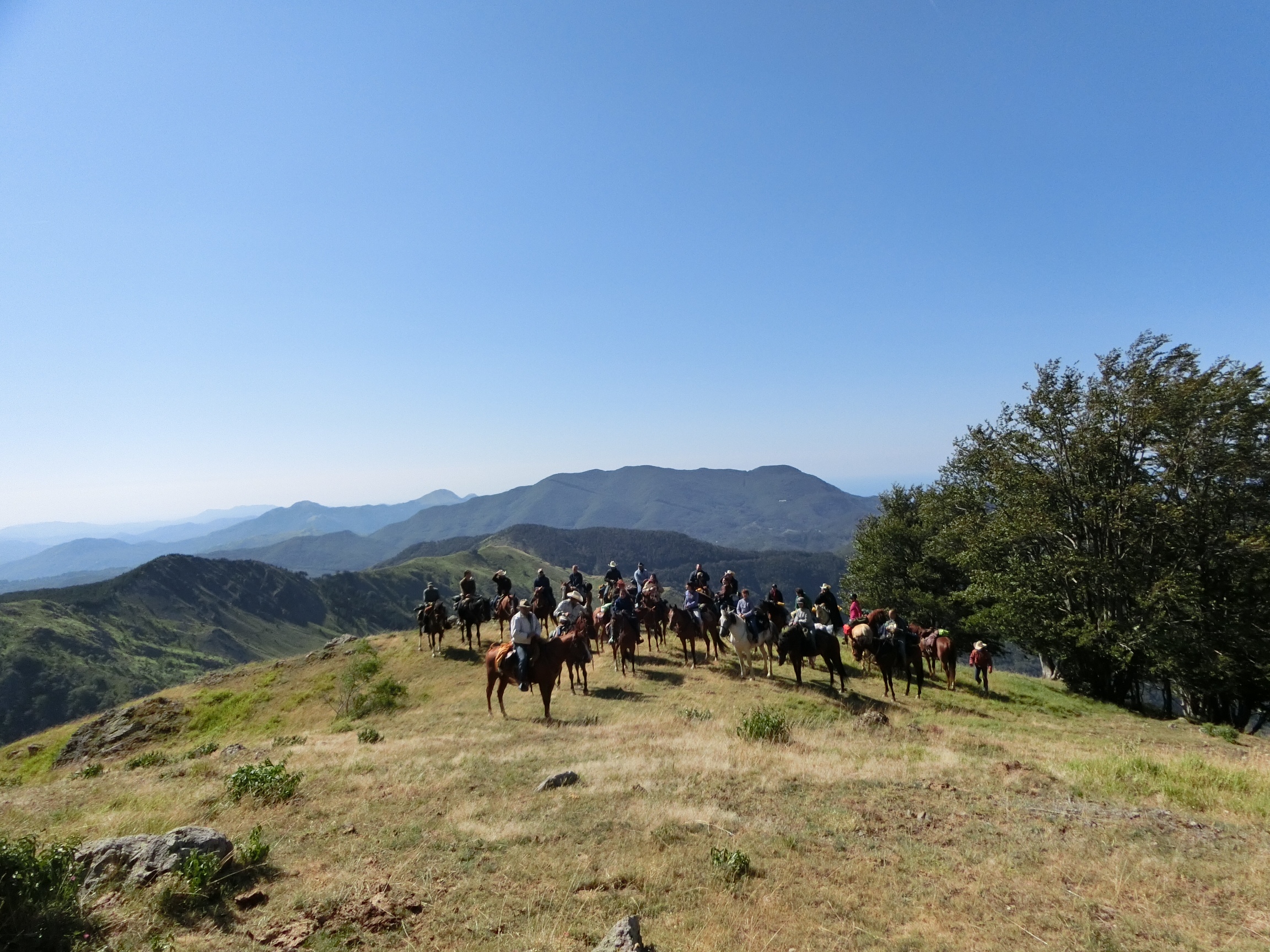 Cavalli bradi, risorsa turistica promossa negli Stati Uniti Cavalli bradi, risorsa turistica promossa negli Stati Uniti