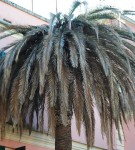 Un esemplare di palma attaccato nel Tigullio