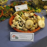 Funghi