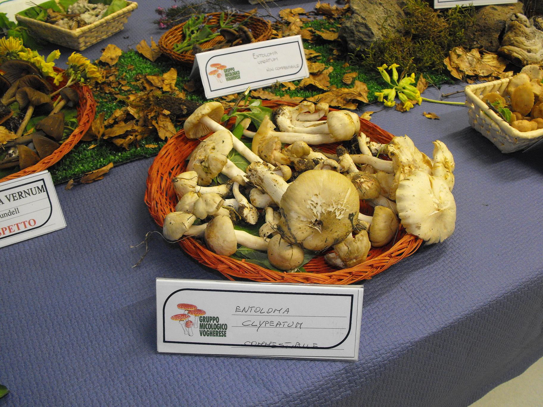 Rezzoaglio, fine settimana alla scoperta dei funghi Rezzoaglio, fine settimana alla scoperta dei funghi