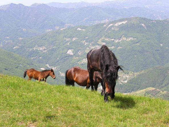 Nuova scuderia per cavalli a Rapallo