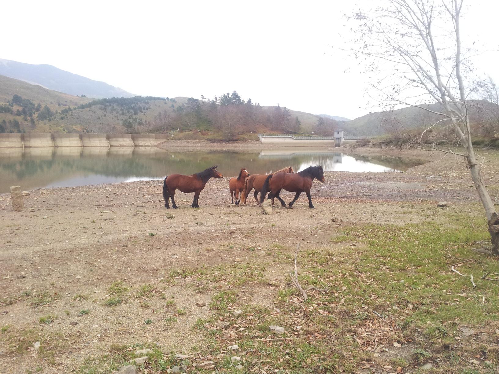 Cavalli bradi a Giacopiane