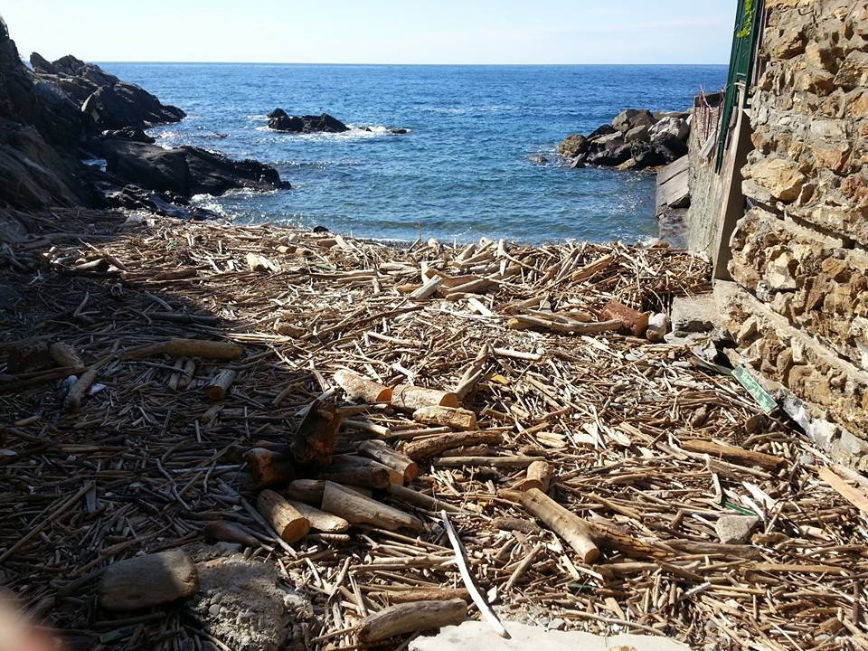 La spiaggia invasa da detriti e legname