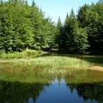 La gita partirà dal Lago delle Lame attraverso la foresta