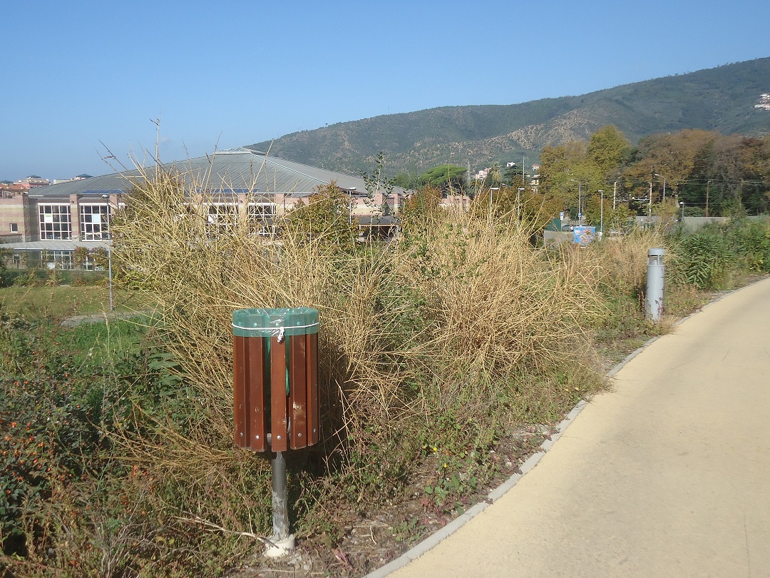 Piante di ginestra secca vicino al Parco Mandela