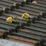 Cinciarella si ciba di tortine naturali lasciate su un tetto 