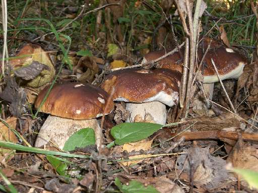 Gli ambitissimi porcini