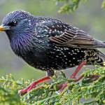 Lo storno, uccello ghiotto di olive