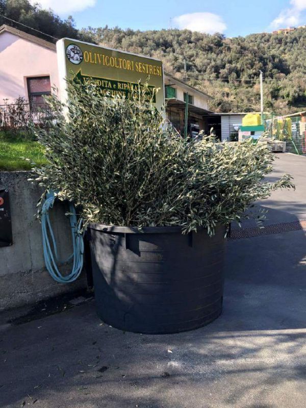 Gli eventi del giorno: I Promessi Sposi in genovese a Sori Gli eventi del giorno: I Promessi Sposi in genovese a Sori