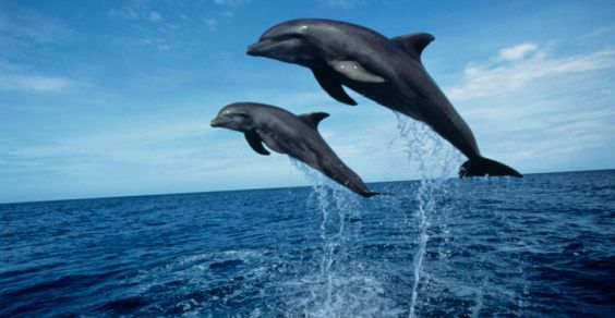 Sono numerosi i delfini nel nostro mare