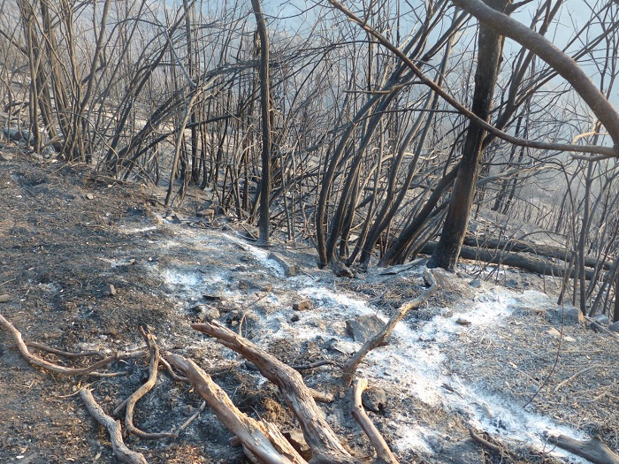 Incendio di bosco nella zona di Reppia, alle pendici dello Zatta