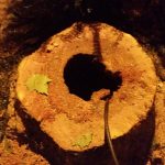 Il tronco cavo di uno dei platani abbattuti