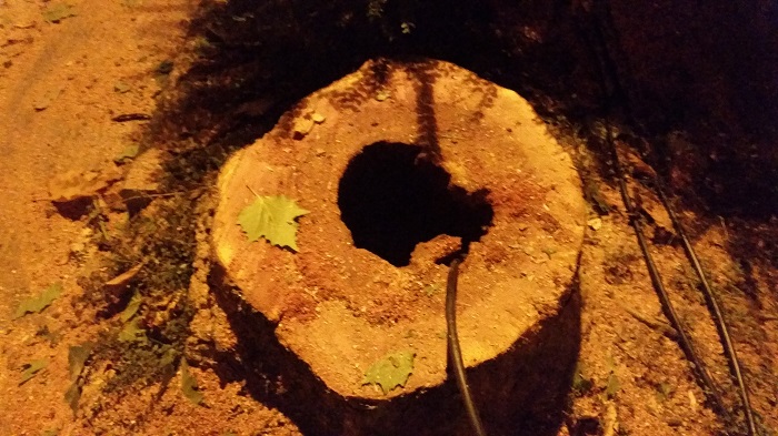 Il tronco cavo di uno dei platani abbattuti