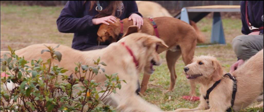 Animali, il regolamento di Chiavari non convince Ayusya