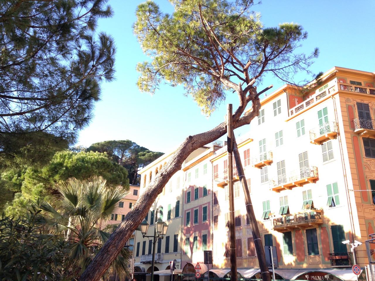 Lavori in corso a Santa Margherita Ligure per abbattere un pino ai Giardini a Mare