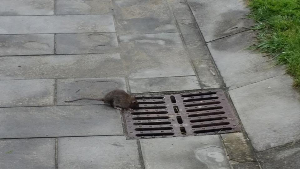 “Topi e scarafaggi in centro a Sestri Levante” “Topi e scarafaggi in centro a Sestri Levante”