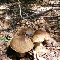 funghi