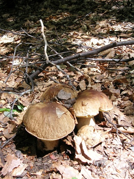 funghi