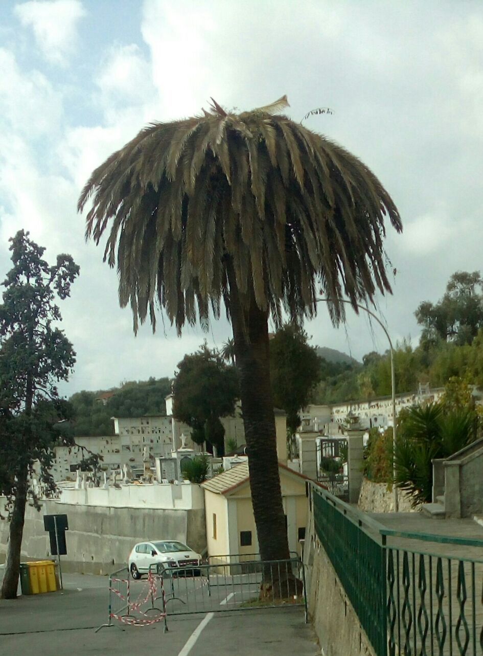 palma