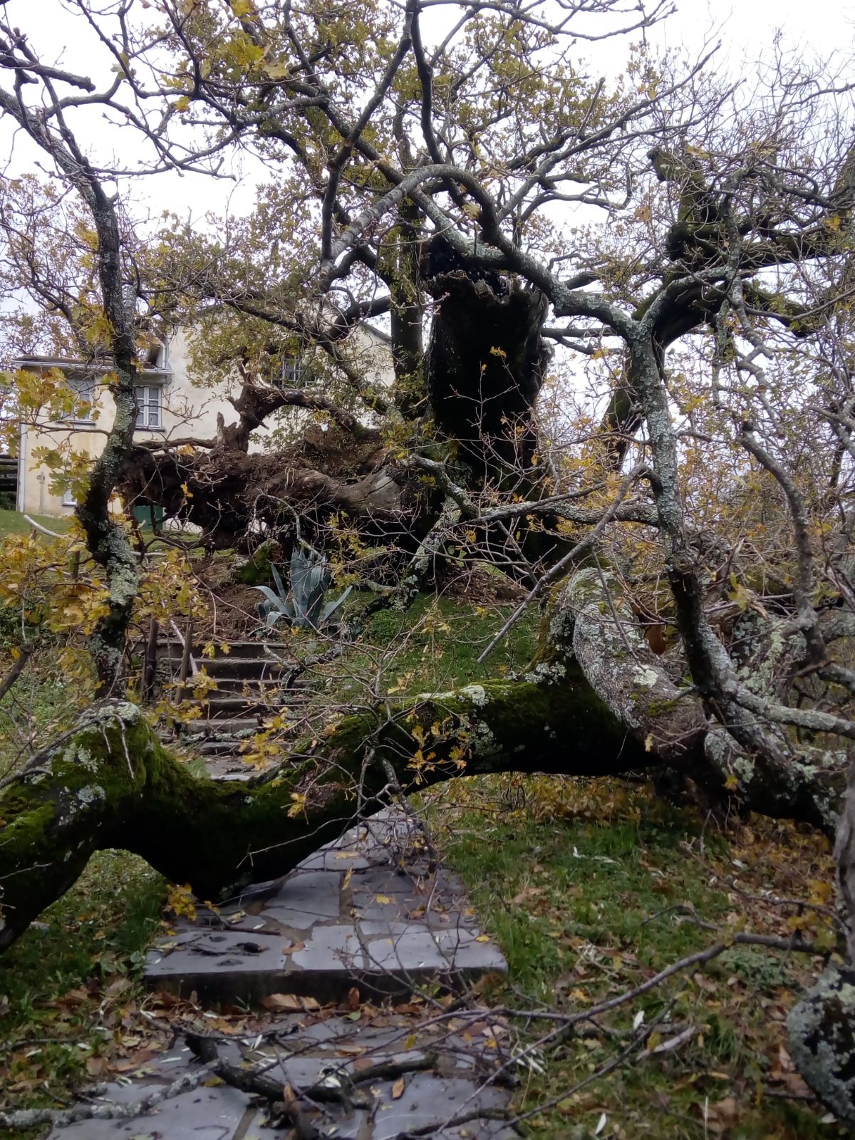 Il vento sradica la quercia di Carpenissone